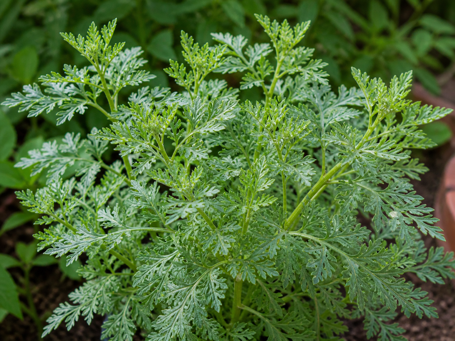 Altamisa fresca