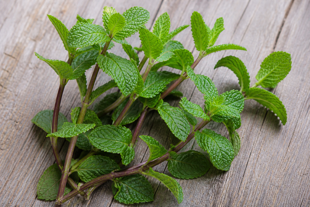 Fresca yerba buena